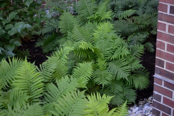 Matteuccia struthiopteris subsp. pensylvanica - Summer Interest
