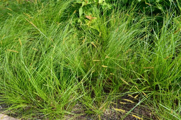 Carex pensylvanica - Summer Interest