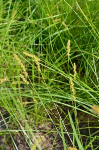 Carex pensylvanica - Flower