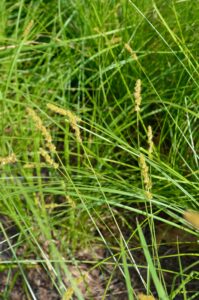 Carex pensylvanica - Flower