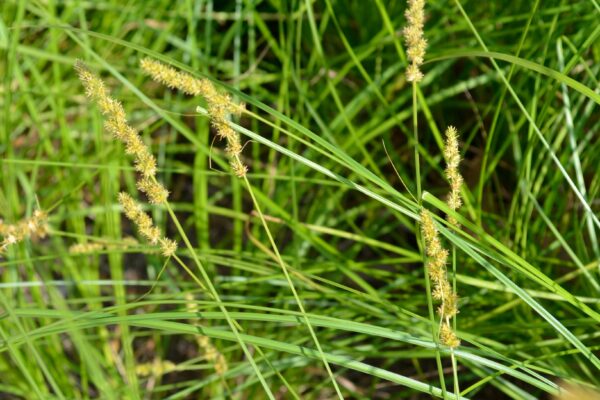 Carex pensylvanica - Flower