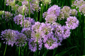 Allium ′Millenium′ - Flower