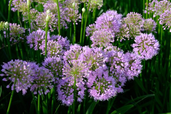 Allium ′Millenium′ - Flower