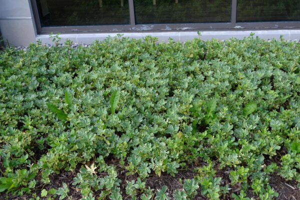 Pachysandra terminalis ′Variegata′ - Summer Interest