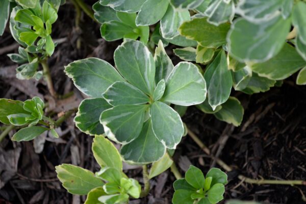Pachysandra terminalis ′Variegata′ - Leaf