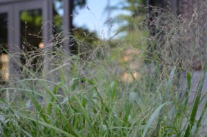 Panicum virgatum ′Cloud Nine′ - Flower