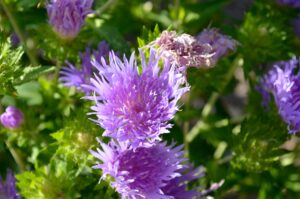 Stokesia laevis ′’Purple Parasols’′ - Flower