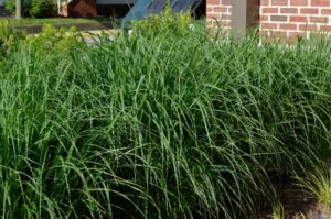 Panicum virgatum ′Northwind′ - Summer Interest