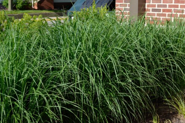 Panicum virgatum ′Northwind′ - Summer Interest