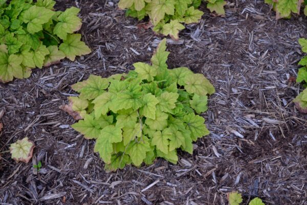 Tiarella wherryi - Summer Interest