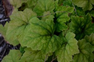 Tiarella wherryi - Leaf