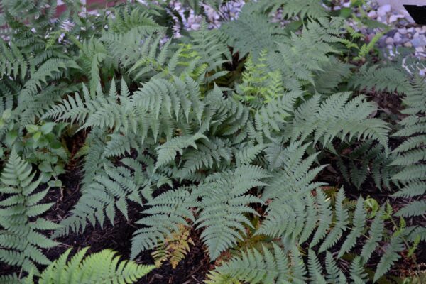 Dryopteris marginalis - Summer Interest