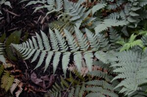 Dryopteris marginalis - Leaf