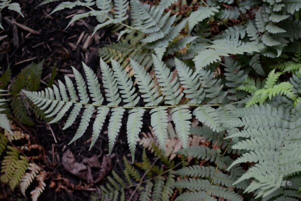 Dryopteris marginalis - Leaf