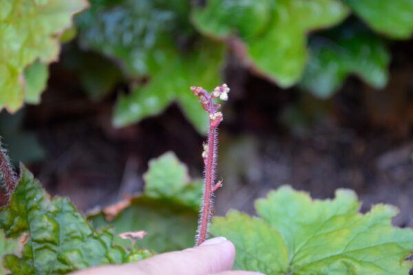 Heuchera americana ′Palace Purple′ - Bud