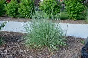 Schizachyrium scoparium ′The Blues′ - Growth Habit