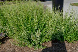 Nepeta racemosa ′Walker’s Low′ - Summer Interest