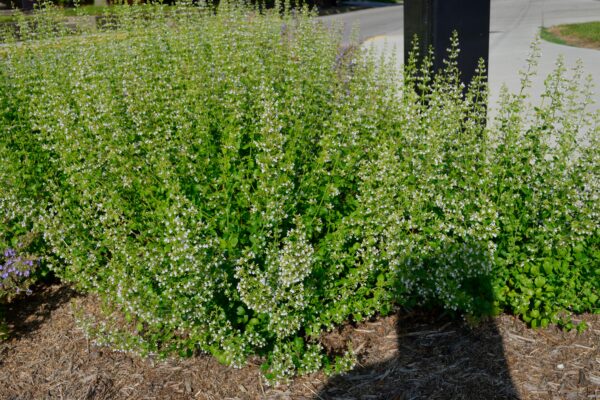 Nepeta racemosa ′Walker’s Low′ - Summer Interest