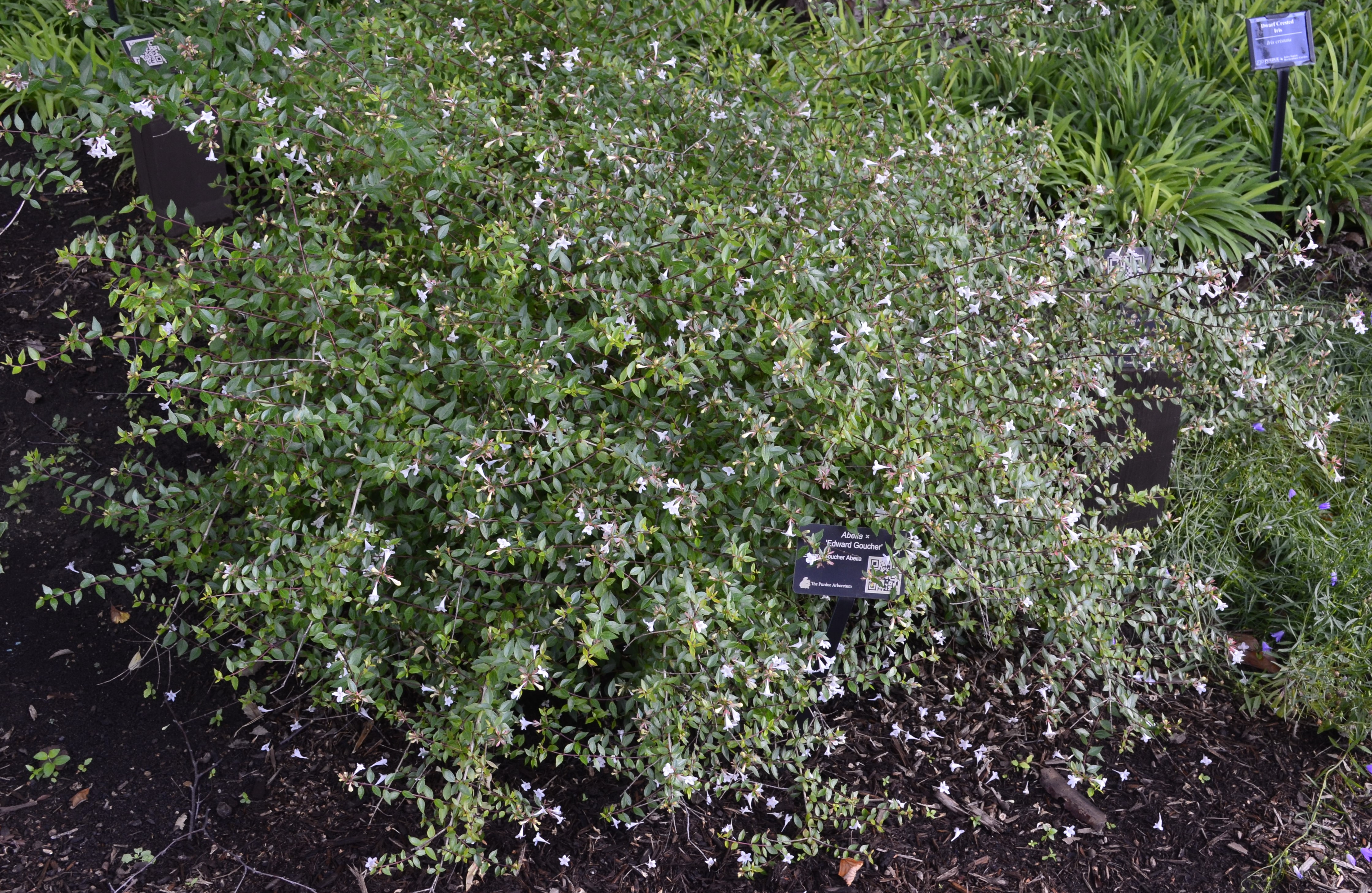 Abelia × 'Edward Goucher' – Purdue Arboretum Explorer