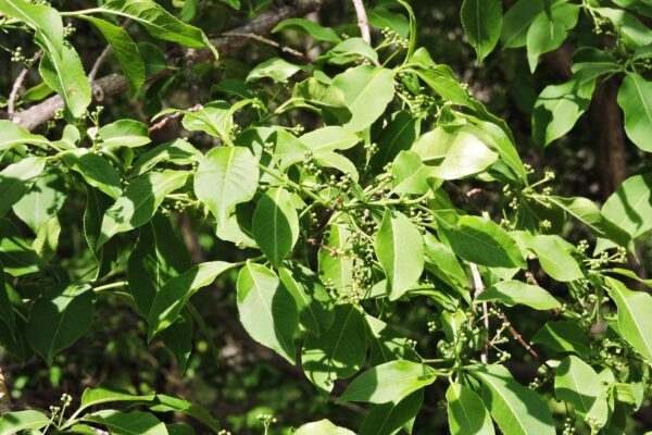 Euonymus europaeus - Buds and Foliage