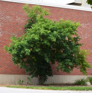 Euonymus europaeus - Summer Habit