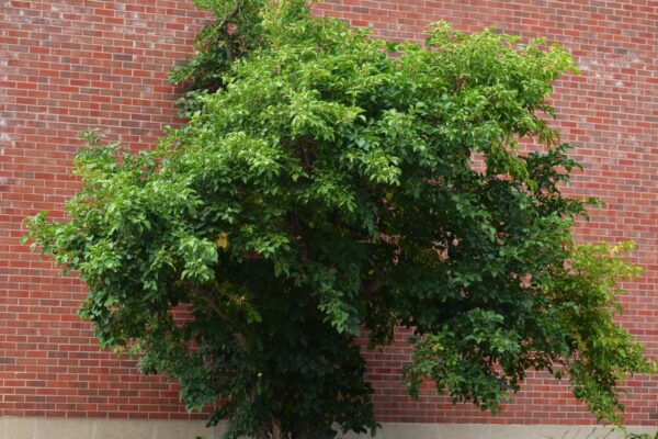 Euonymus europaeus - Summer Habit