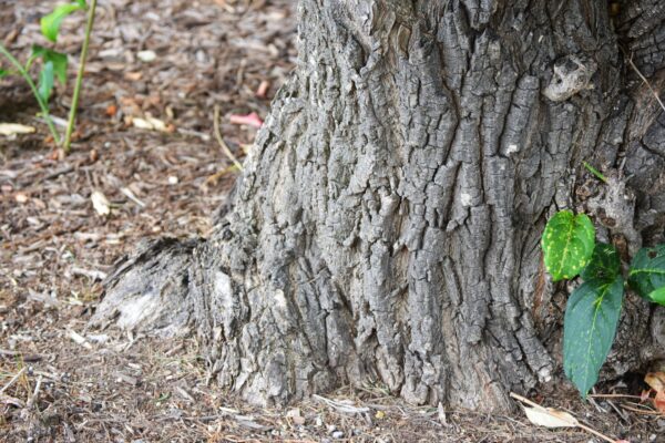 Euonymus europaeus - Bark