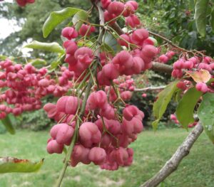 Euonymus europaeus - Fruit