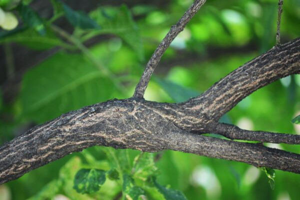 Euonymus europaeus - Bark