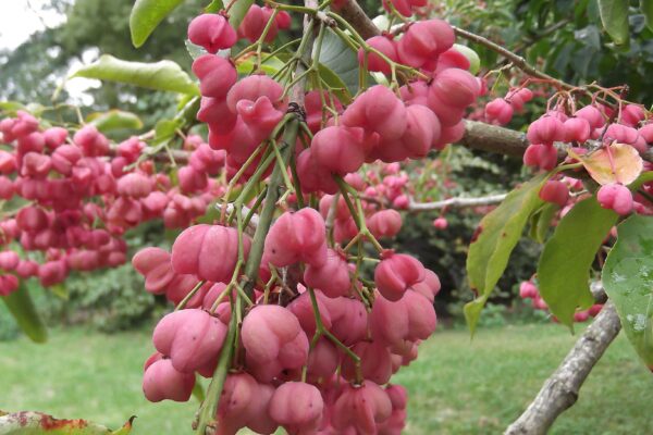 Euonymus europaeus - Fruit