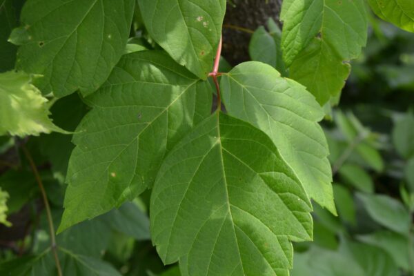 Acer negundo - Leaves