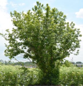 Acer negundo - Habit