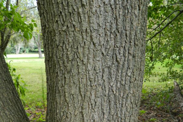 Acer negundo - Mature Bark