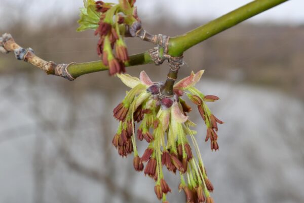 Acer negundo - Flowers