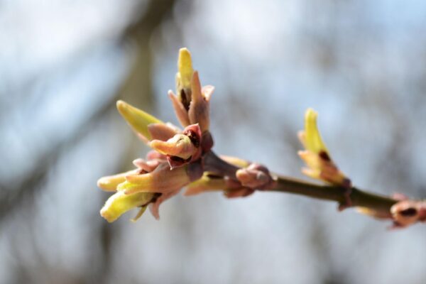 Acer negundo - Emerging Buds