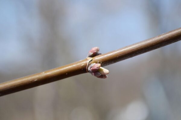 Acer negundo - Buds