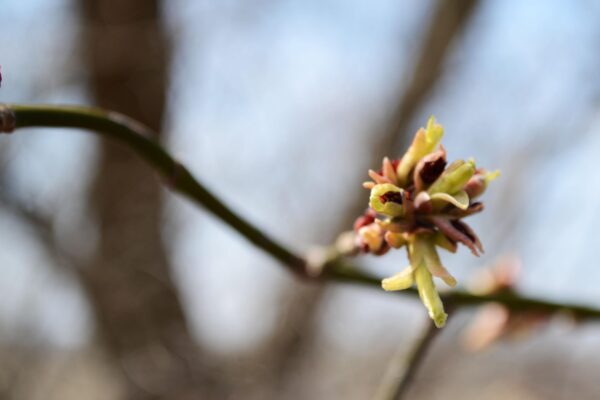 Acer negundo - Emerging Buds