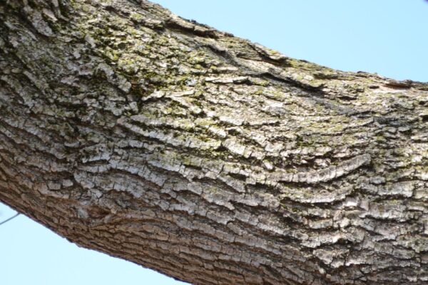 Acer negundo - Bark