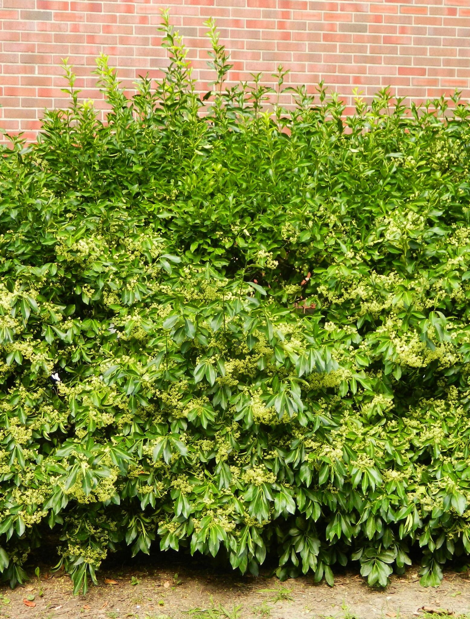 ウスイ　キョウゾウ Euonymus kiautschovicus (Spreading Euonymus) – Purdue Arboretum