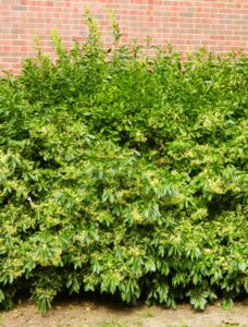 Euonymus kiautschovicus - Shrub Habit