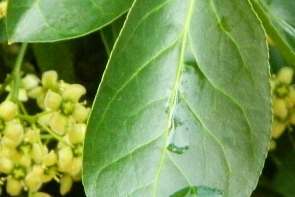 Euonymus kiautschovicus - Leaf