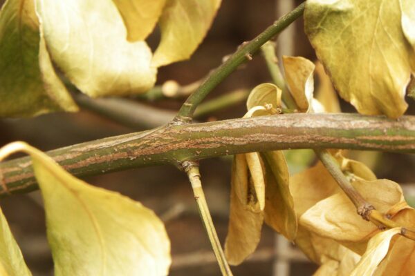 Euonymus kiautschovicus - Bark