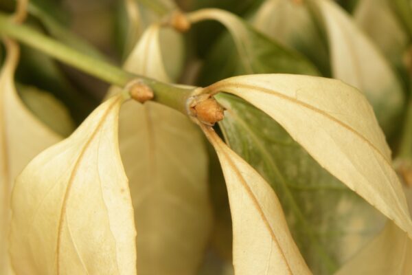 Euonymus kiautschovicus - Buds