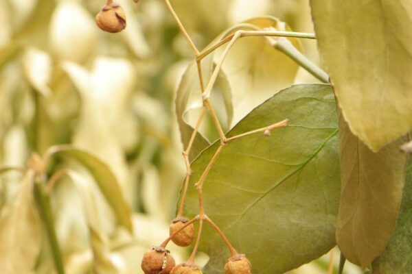 Euonymus kiautschovicus - Foliage and Fruit in Winter