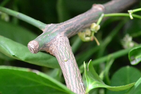 Euonymus kiautschovicus - Bark