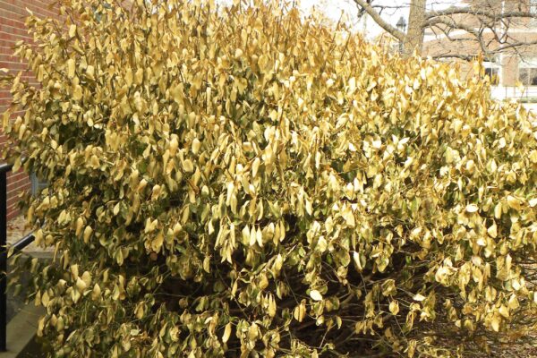 Euonymus kiautschovicus - Winter Habit