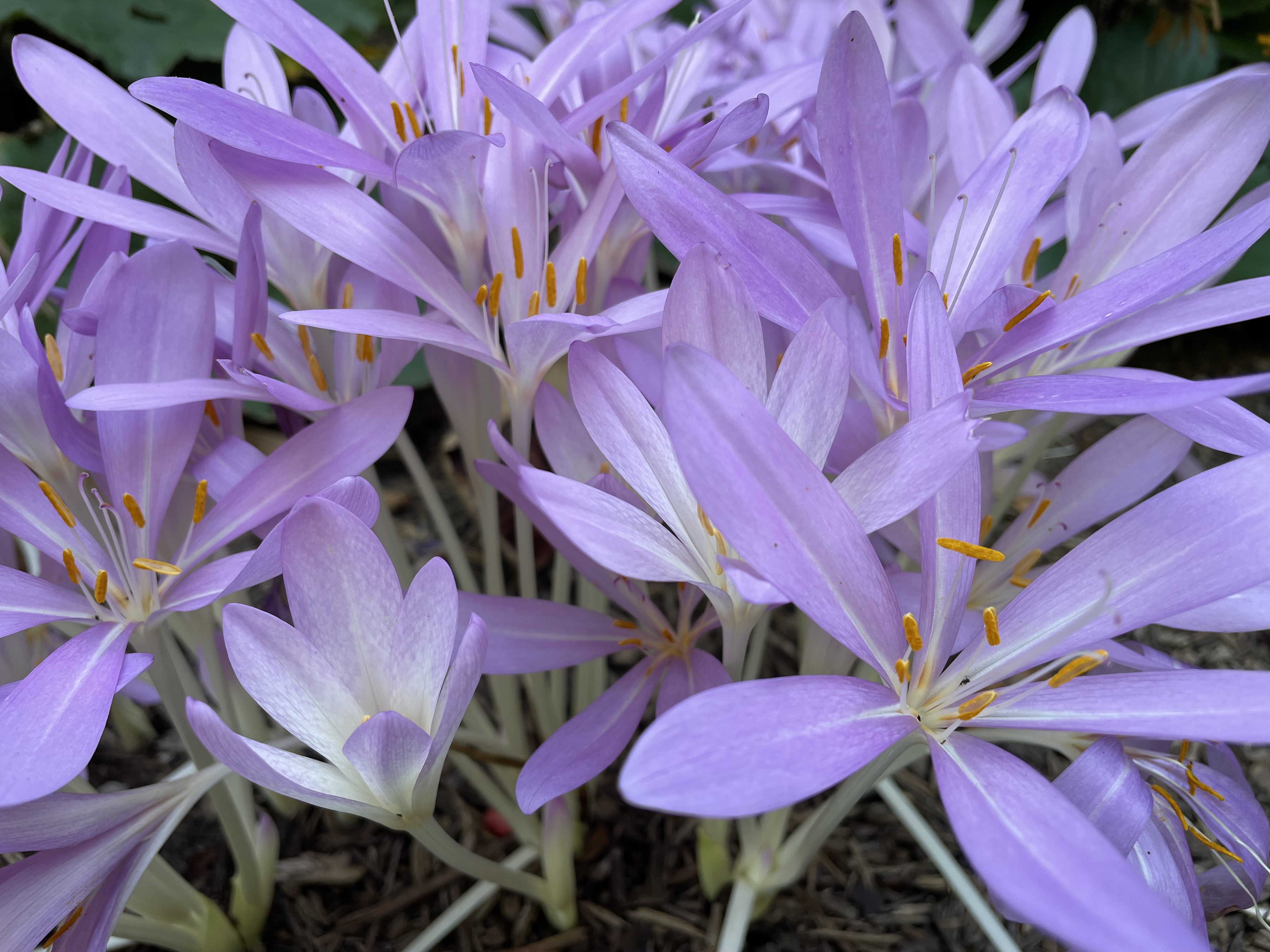 Colchicum autumnale [sold as Autumn Crocus] – Purdue Arboretum Explorer