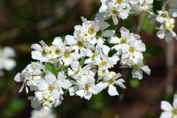 Exochorda racemosa - Flowers