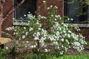 Exochorda racemosa - Flowering Shrub Overall