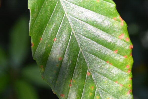 Fagus grandifolia - Leaf